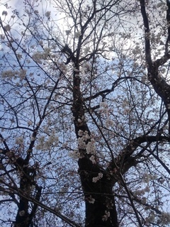 街路樹の桜（4月6日）