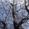 街路樹の桜（4月6日）