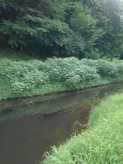池の終着点(7月20日) 池の終着点(7月20日)