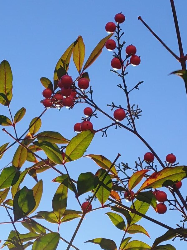 南天の実（12月22日）