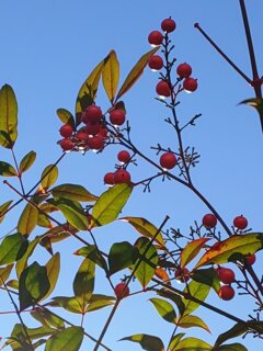 南天の実（12月22日）