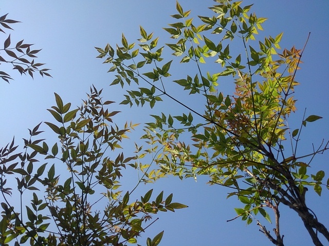 南天の葉（5月5日）