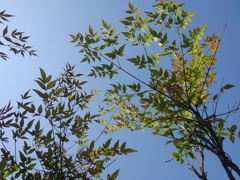 南天の葉（5月5日）