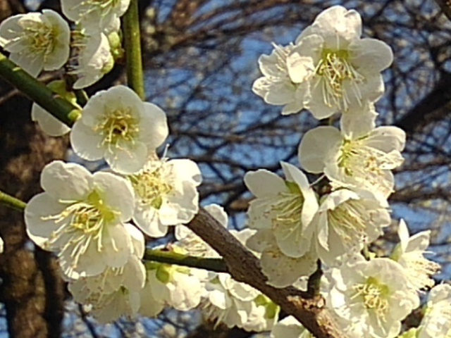道路から見えた梅の花（3月23日）