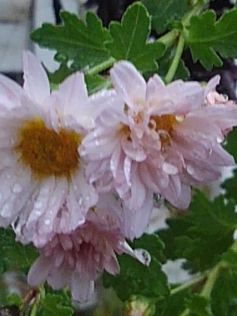 庭の小菊（11月2日）
