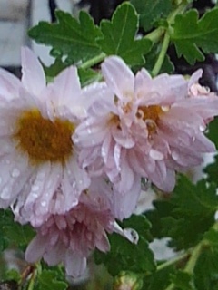 庭の小菊（11月2日）