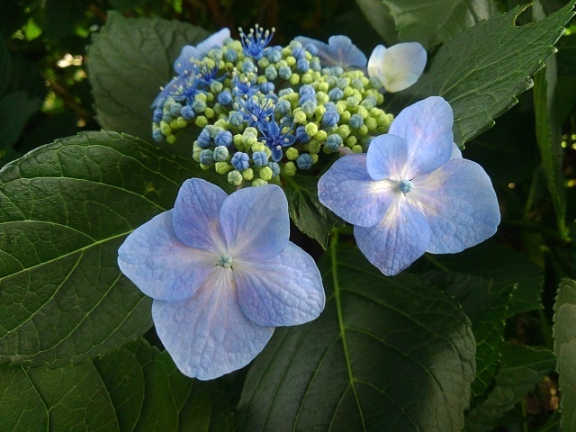 長峰公園の薄めのガクアジサイ（6月22日）
