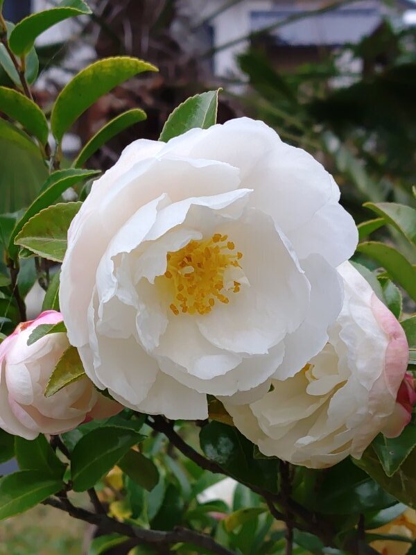 白サザンカトリオ（11月25日）