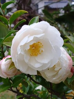 白サザンカトリオ（11月25日）