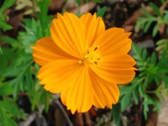 長峰公園のオレンジのコスモス（9月19日）