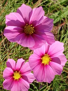 ピンクの三連星(10月27日) ピンクの三連星(10月27日)