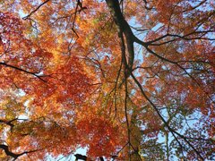 烏ヶ森公園の広場のモミジのカーテン（11月20日）