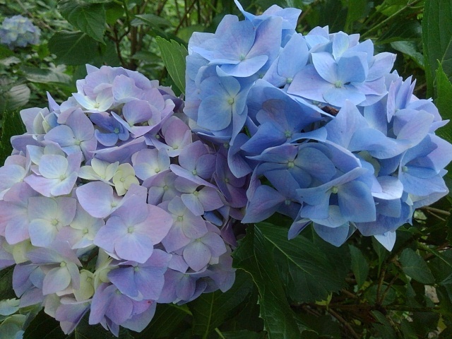 烏ヶ森公園の丘の2色アジサイ（6月15日）