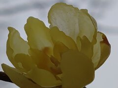 蝋梅の花（2月7日）