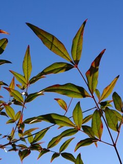 緑の南天の葉（12月22日）