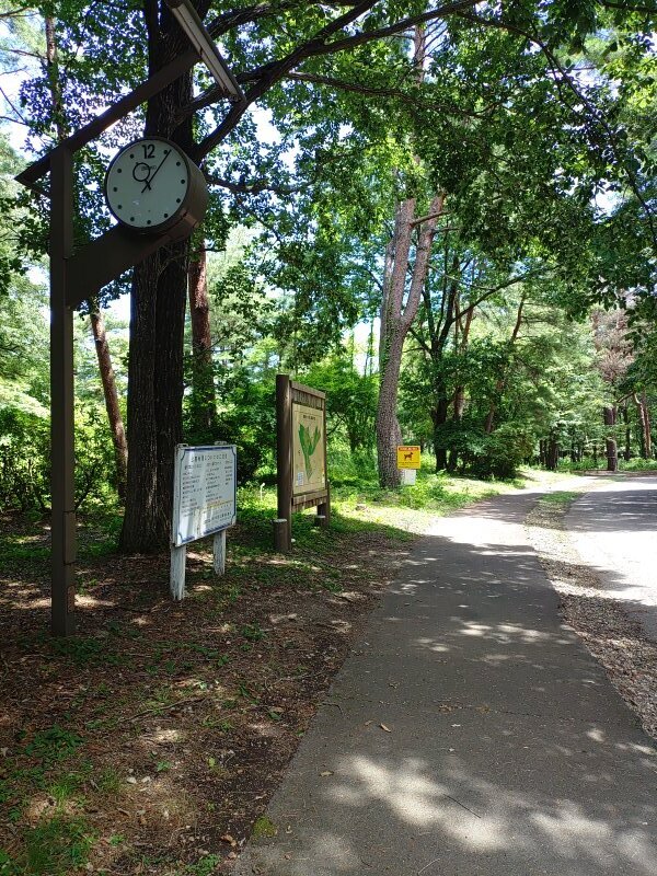那須野が原公園の時計台のある歩道（8月8日）