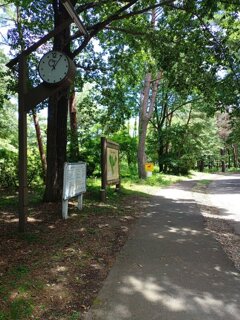 那須野が原公園の時計台のある歩道（8月8日）