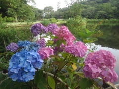 烏ヶ森公園の池のカラフルアジサイ（6月21日）
