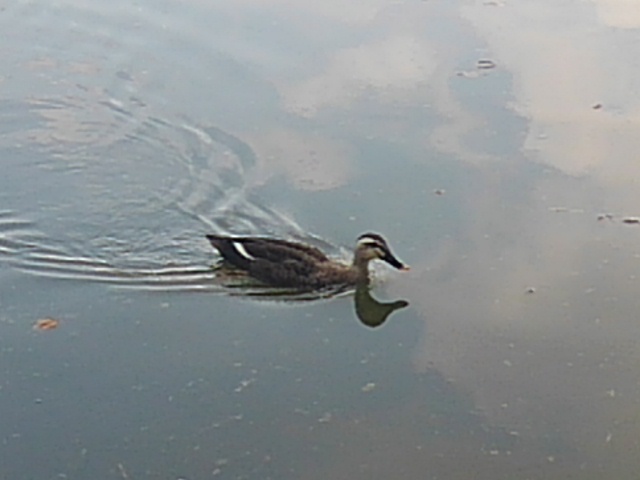 映り込んだ池を泳ぐカモ（9月17日）