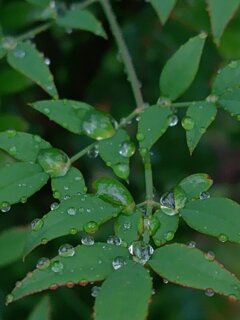 雨の庭の南天（10月1日）