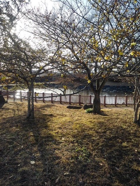 ロウバイと長峰公園の池（2月15日）
