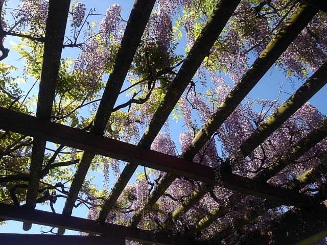 天井と藤の花（5月2日）