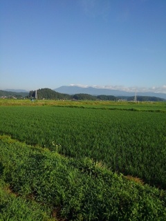 郊外の水田と山（6月17日）