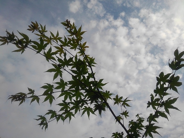鱗雲とモミジ（6月19日）