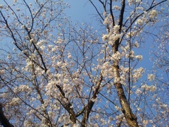 街路樹の満開の桜（4月8日）