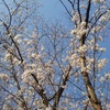街路樹の満開の桜（4月8日）