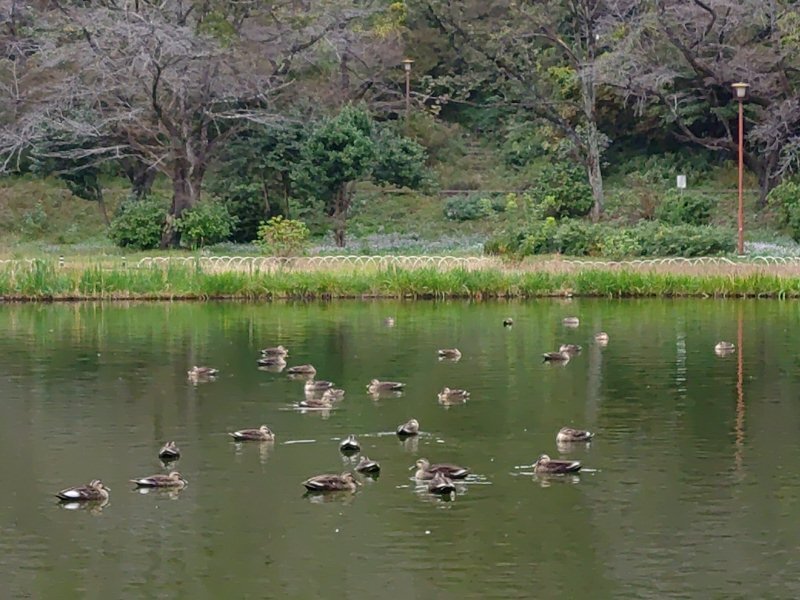 街灯と池とカモ（10月22日）