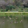 街灯と池とカモ（10月22日）