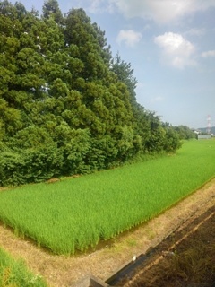 水田のある景色（7月6日）