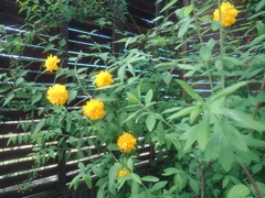 庭のヤマブキの花（4月27日）