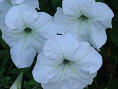 白ペチュニア（8月17日）