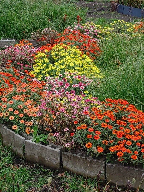 色とりどりなヒャクニチソウ（10月22日）