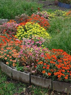 色とりどりなヒャクニチソウ（10月22日）