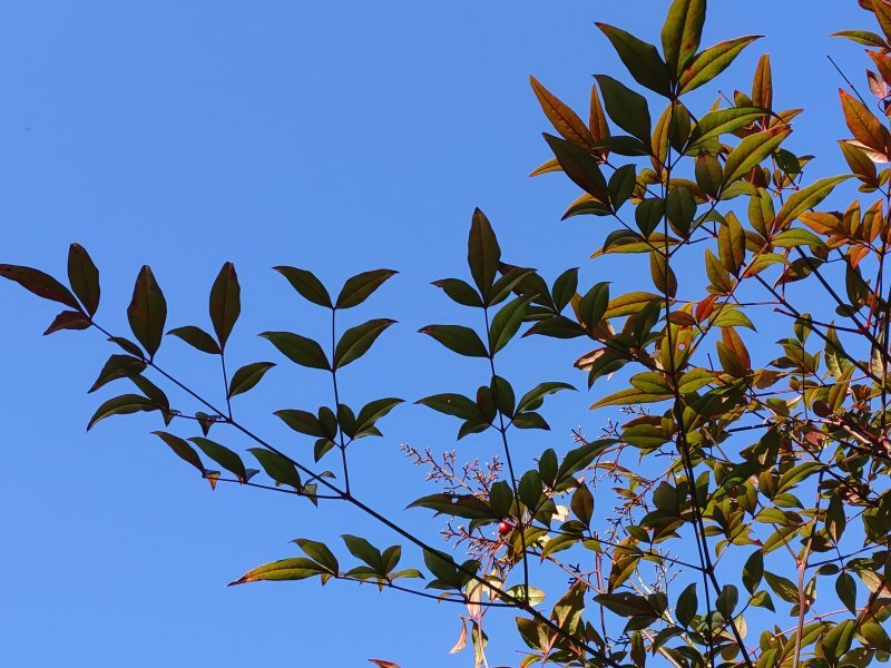 赤みの葉の南天（1月13日）