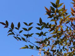 赤みの葉の南天（1月13日）