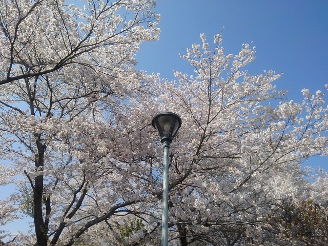 長峰公園の丘の街灯の桜（4月12日）