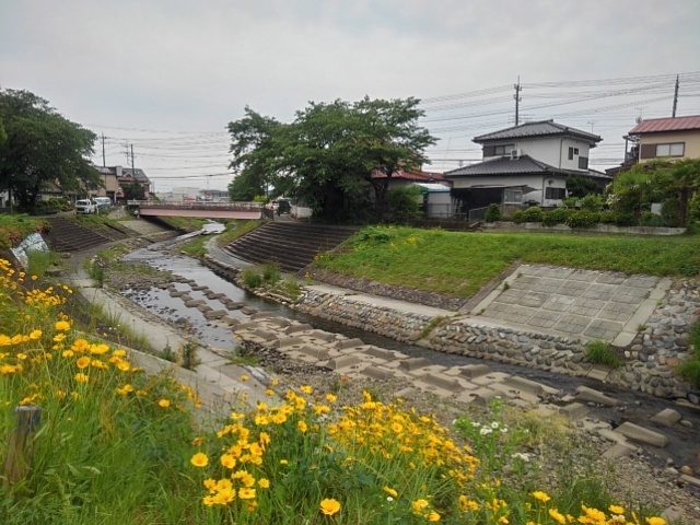 キバナコスモスと川の景色（6月2日）