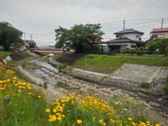 キバナコスモスと川の景色（6月2日）