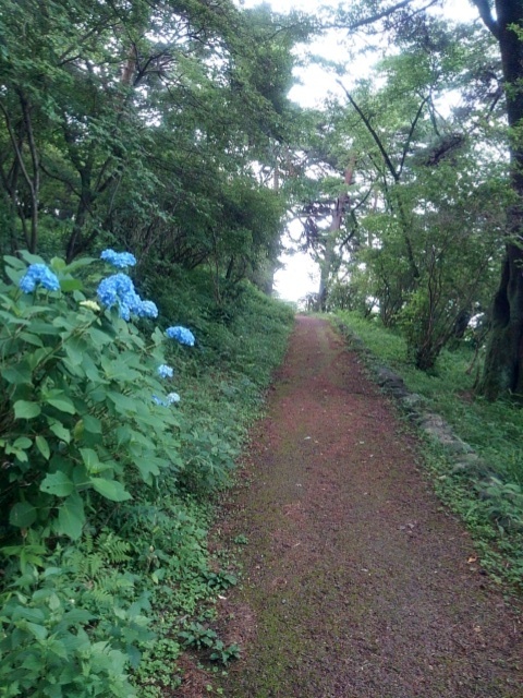 丘の歩道（6月21日）