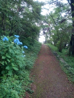 丘の歩道（6月21日）