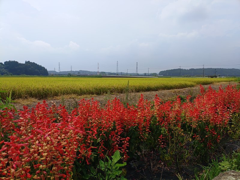 水田地帯の近くのサルビアの花壇（8月27日）