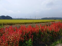 水田地帯の近くのサルビアの花壇（8月27日）