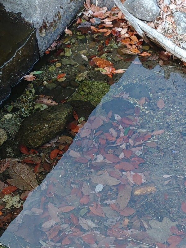 底に落ち葉が積もる用水路（1月19日）