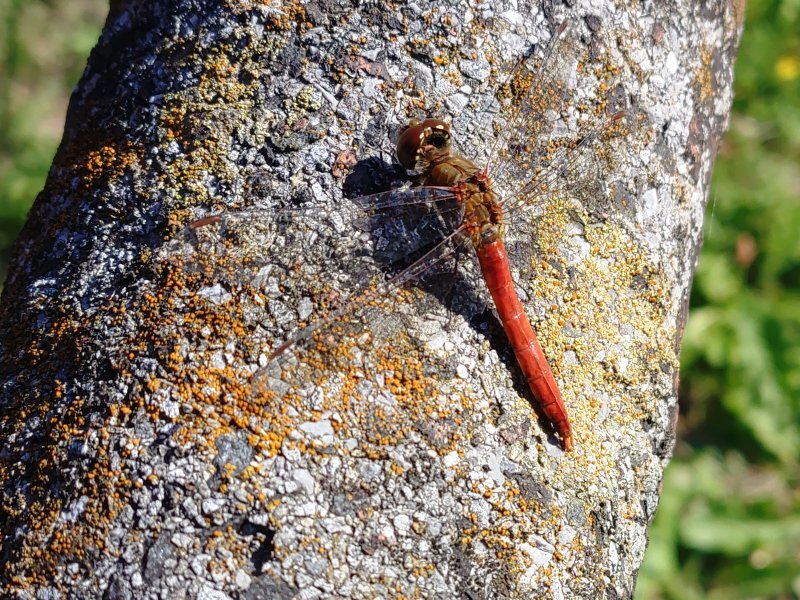赤トンボ（11月4日）