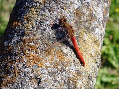 赤トンボ（11月4日）