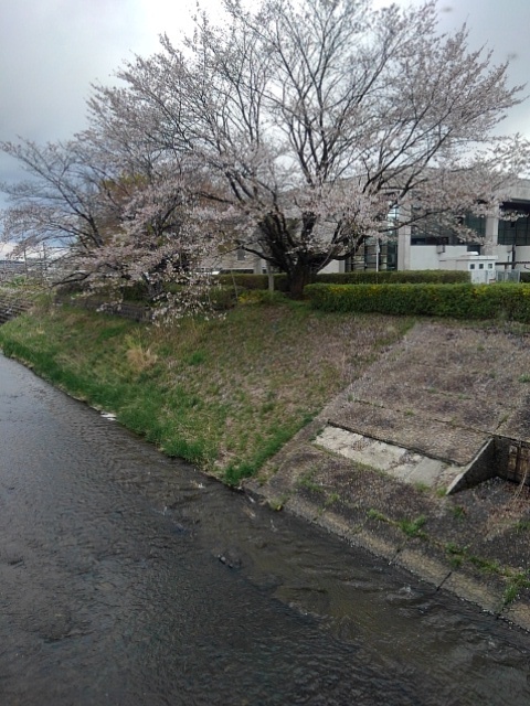 土手と満開の桜（4月15日）